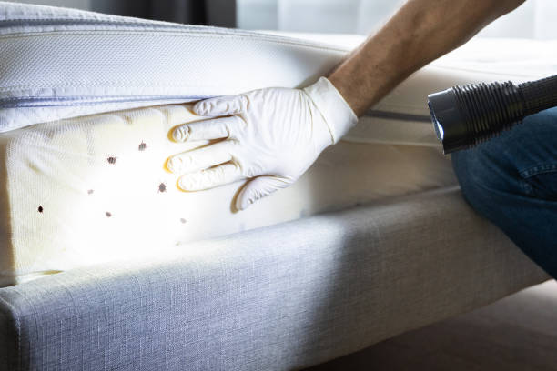 Best Best Pest Control Companies  in Whitehouse, TX